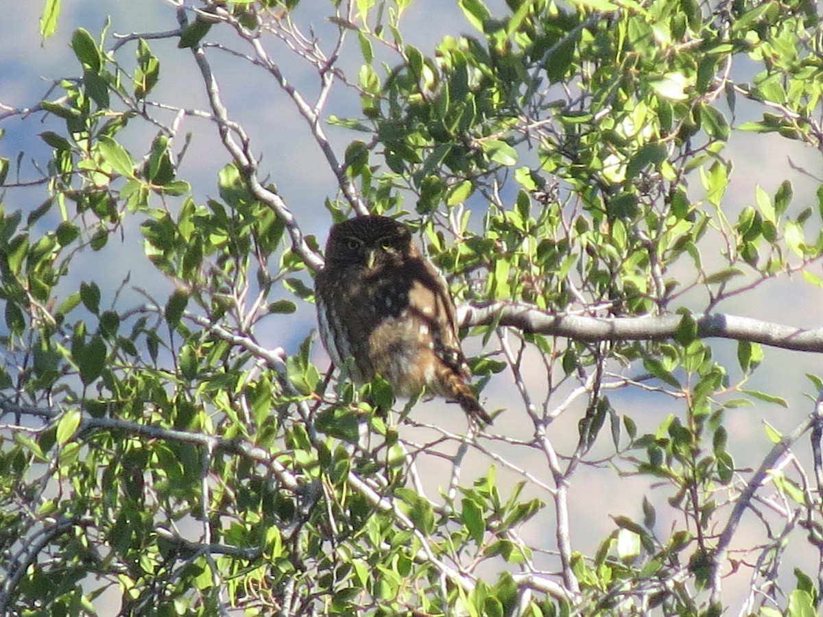 Austral Pygmy-Owl - ML298948431