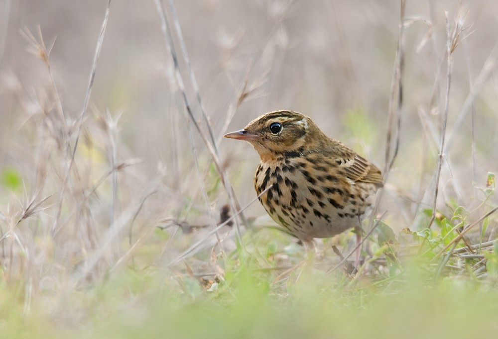 Olive-backed Pipit - ML298949171