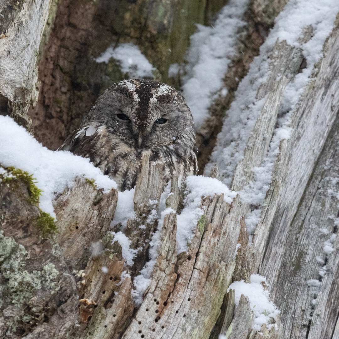 Tawny Owl - ML298952901