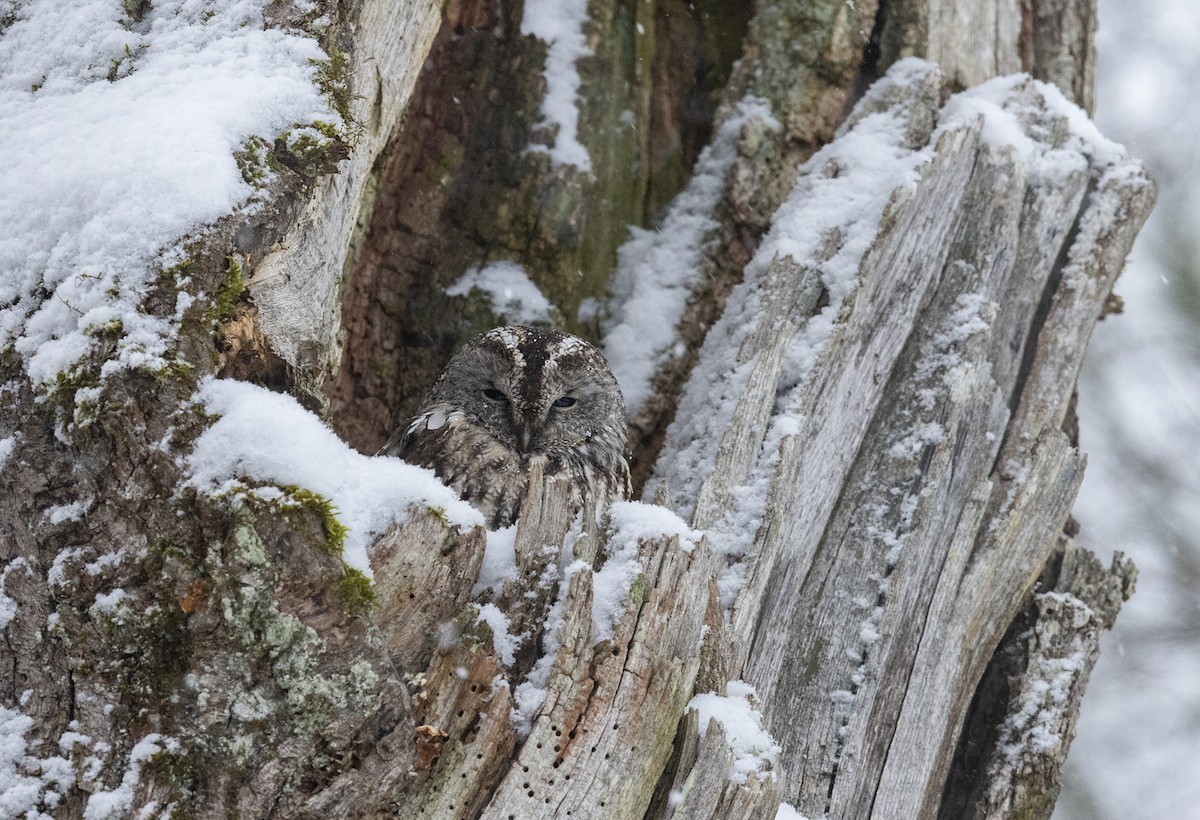 Tawny Owl - ML298952911