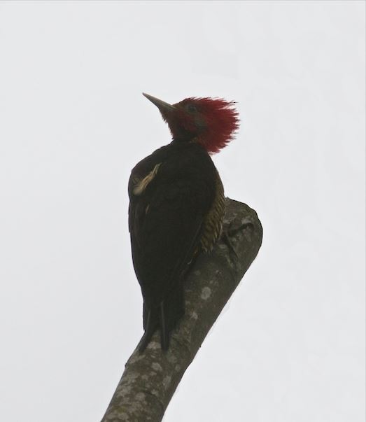 Helmeted Woodpecker - Clayton Burne