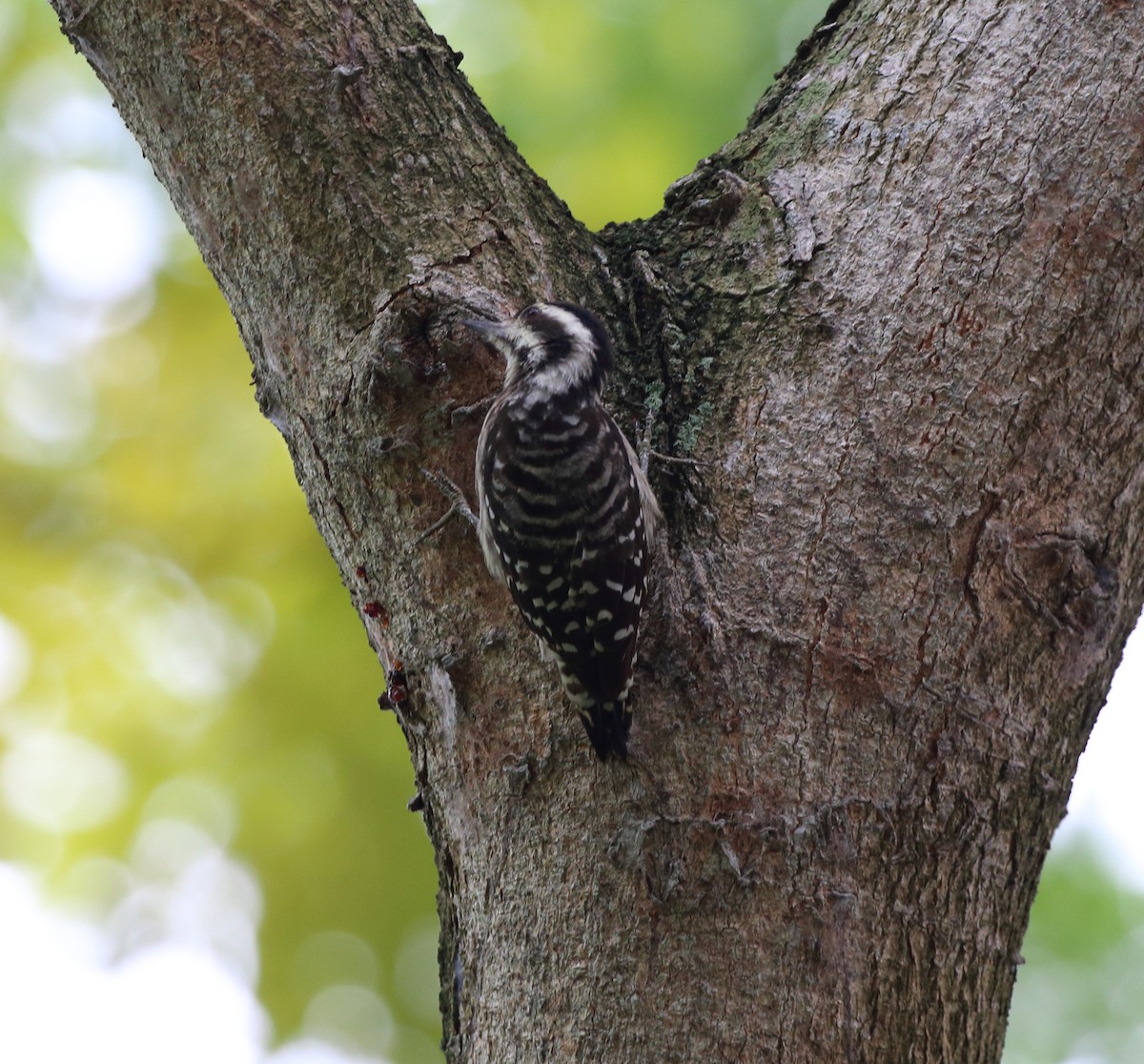 Sunda Pygmy Woodpecker - ML298963221