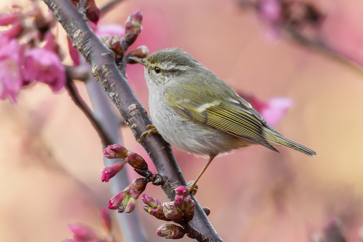 Hume's Warbler - ML298963501