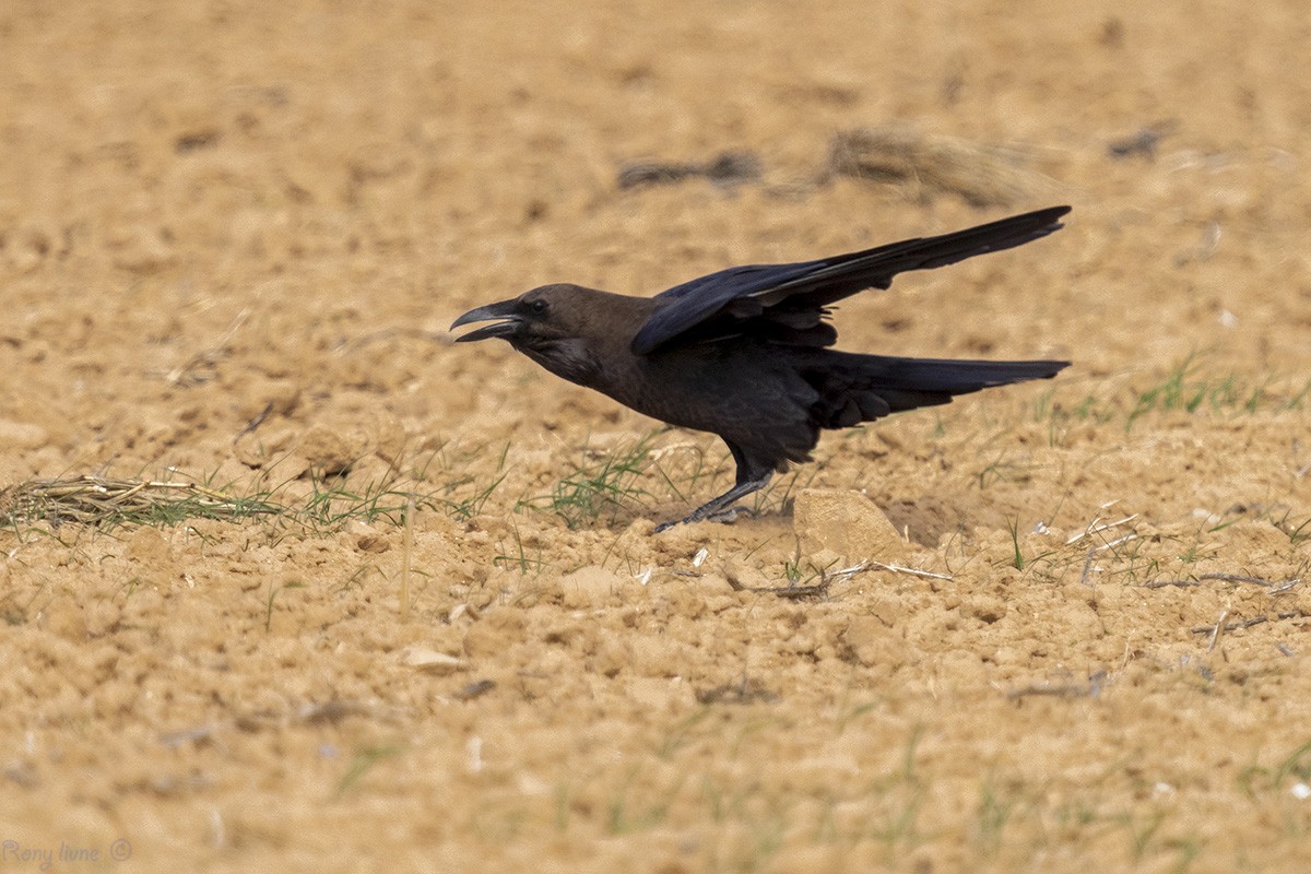 Brown-necked Raven - ML298963511