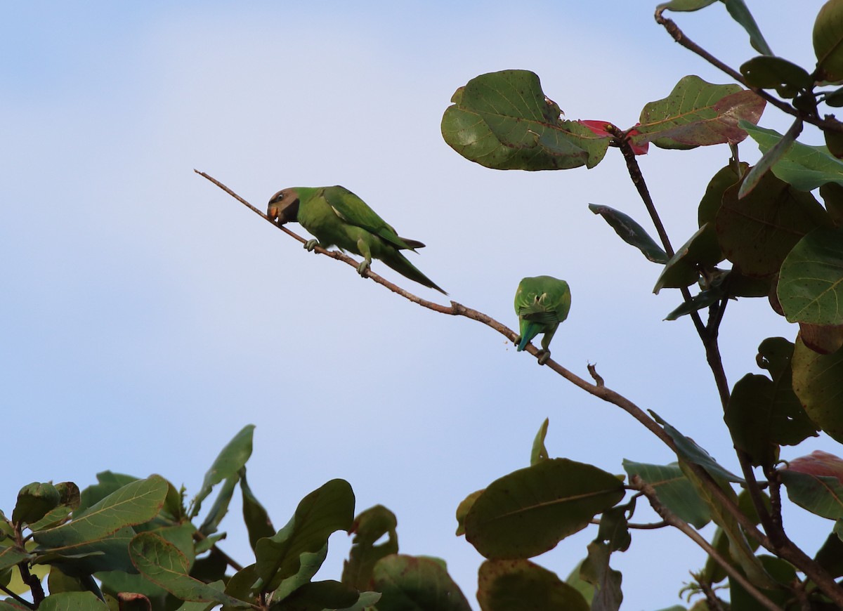 Red-breasted Parakeet - ML298963721