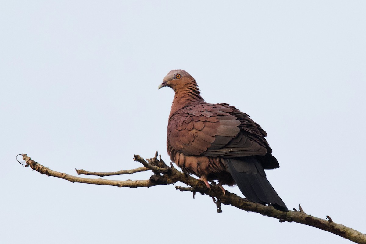 Pale-capped Pigeon - ML298964501