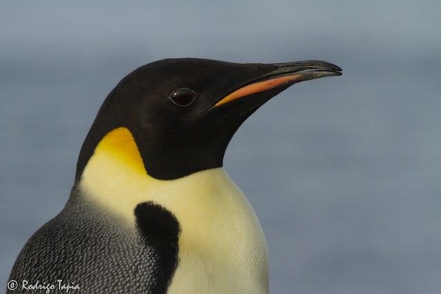 King Penguin - eBird