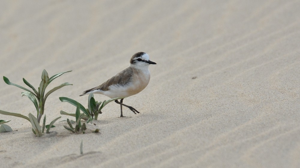 White-fronted Plover - ML298967031
