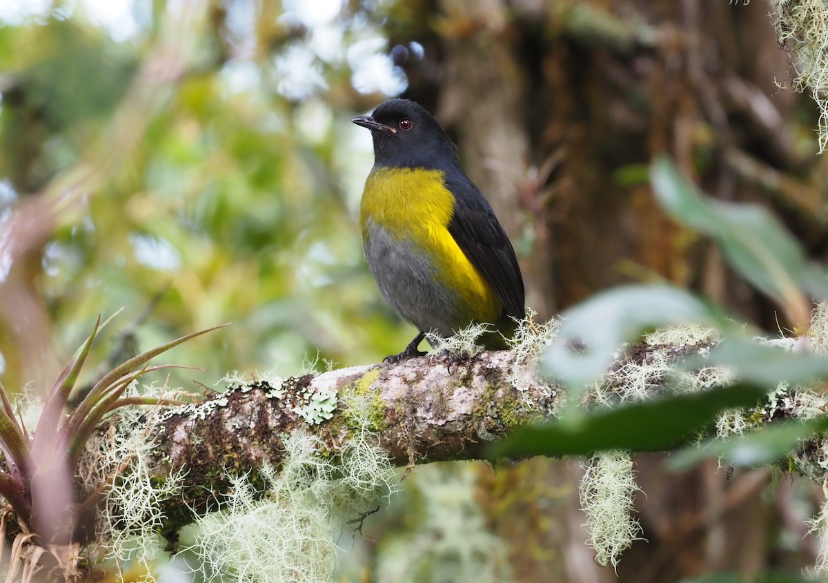Black-and-yellow Silky-flycatcher - ML298968461