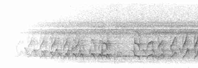 White-flanked Antwren (White-flanked) - ML298971