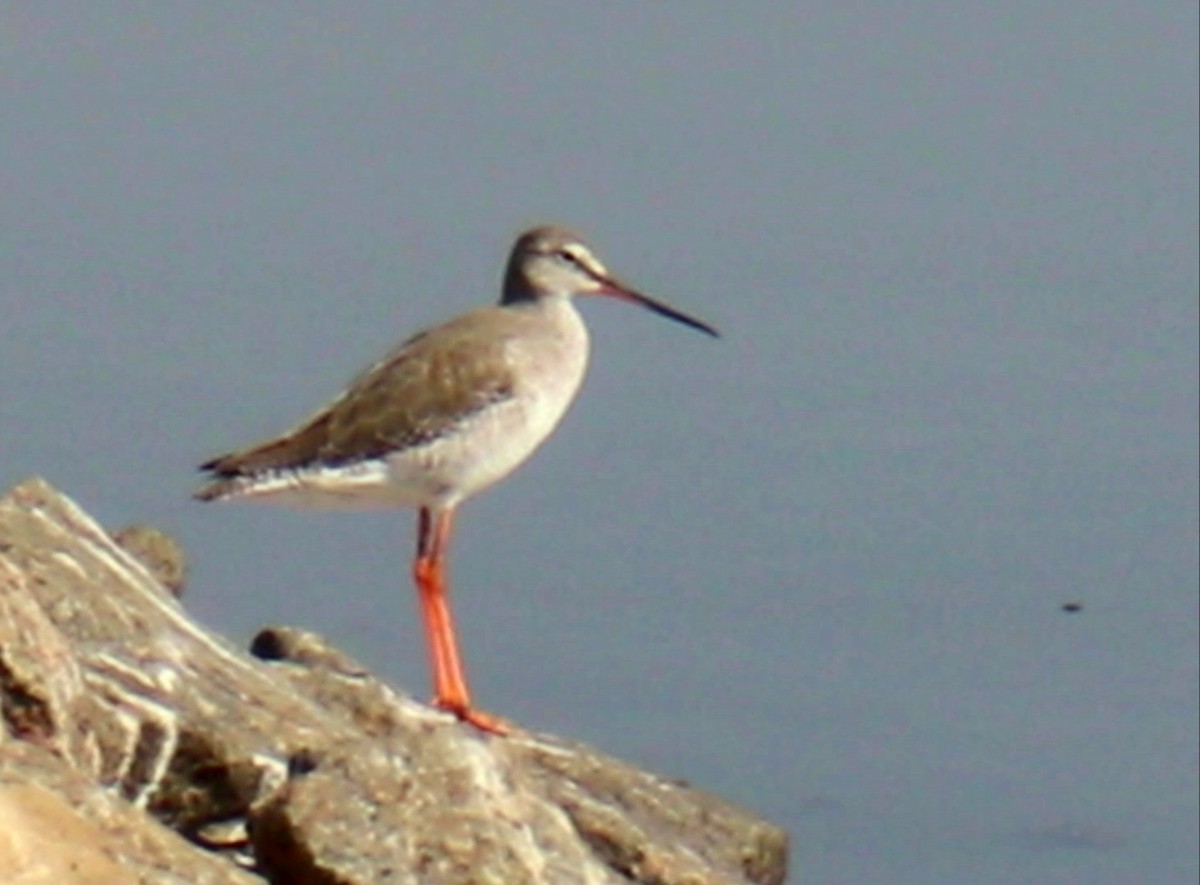 Spotted Redshank - ML298981501