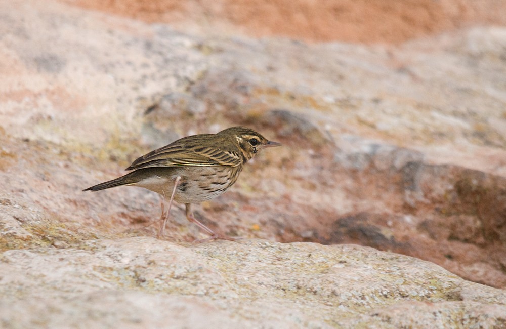 Olive-backed Pipit - ML298983771