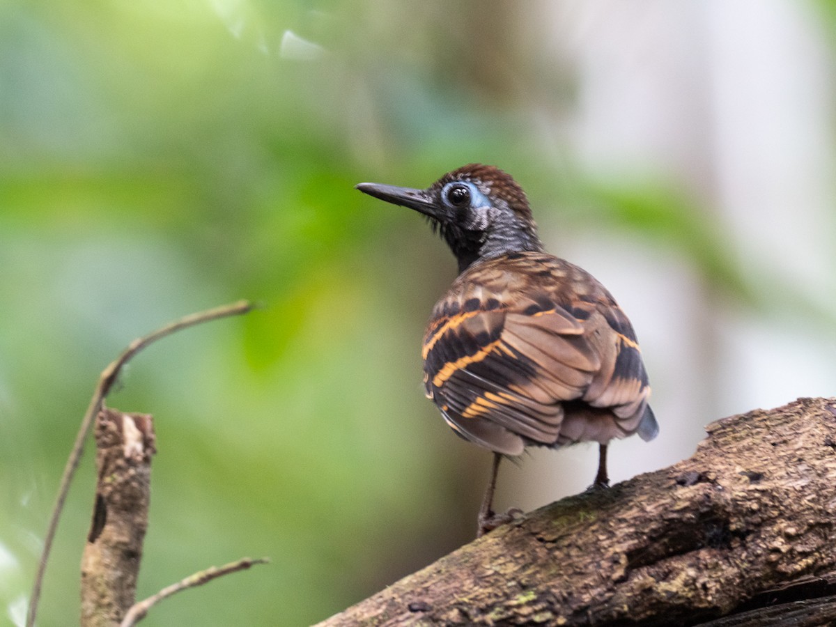 Wing-banded Antbird - ML298986671