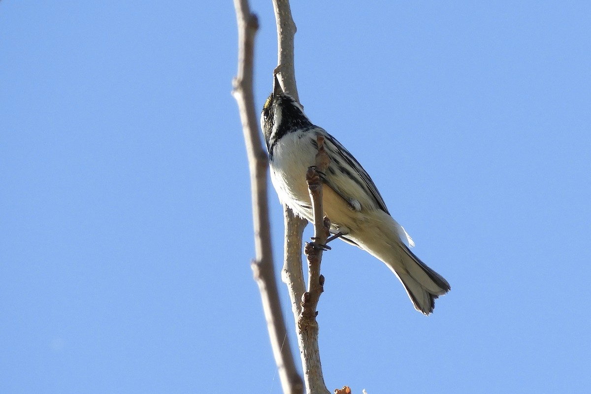Black-throated Gray Warbler - Loren Wright