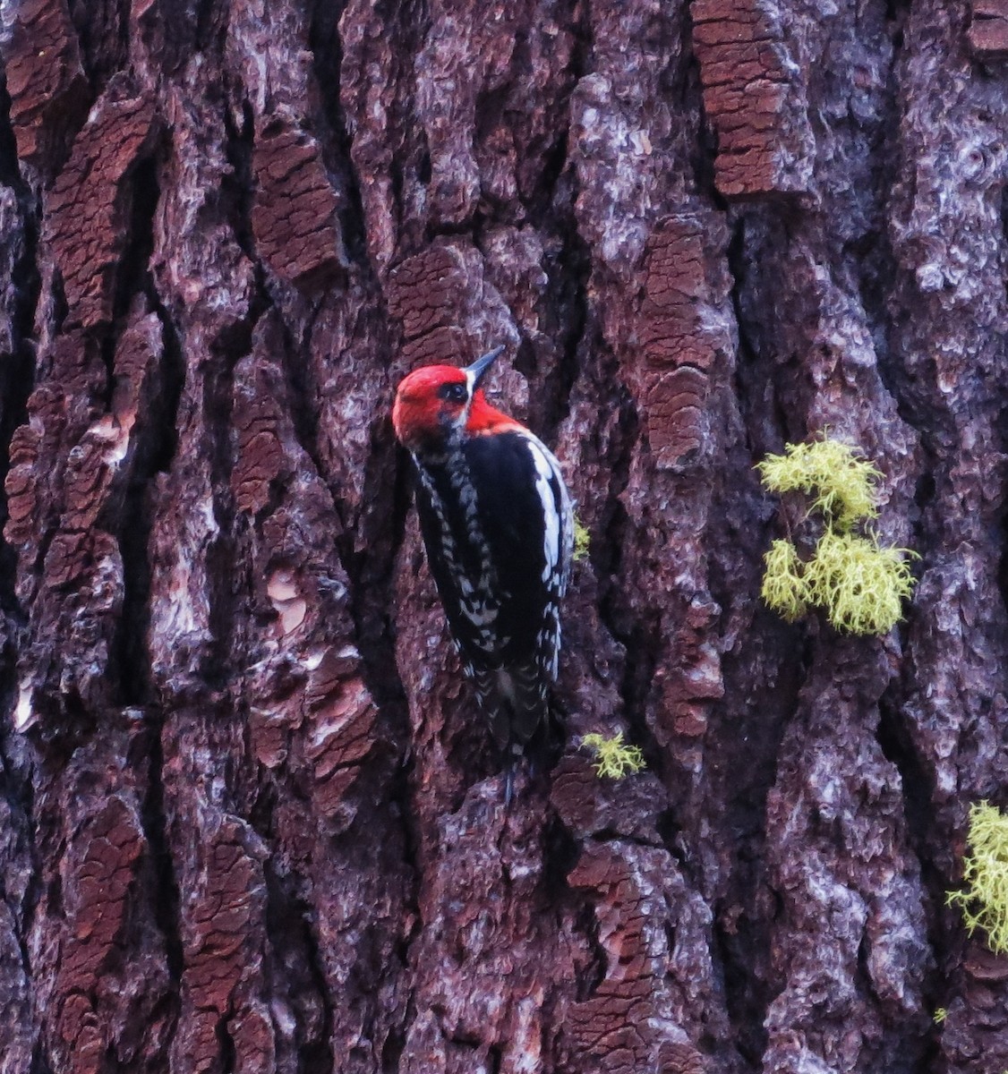 Red-breasted Sapsucker - ML29898841