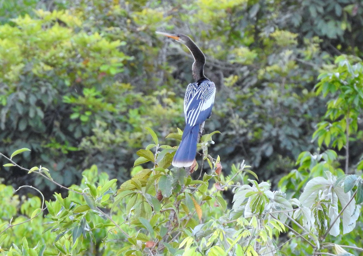 Amerika-Schlangenhalsvogel - ML298989351