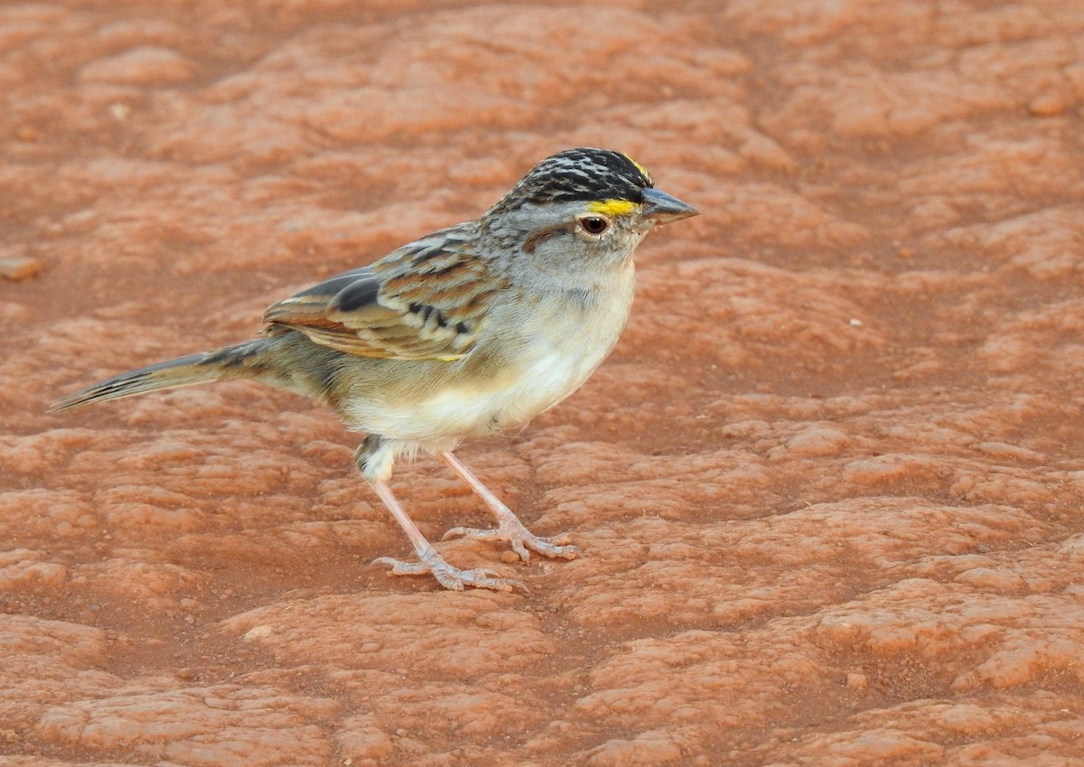 Grassland Sparrow - ML298989551