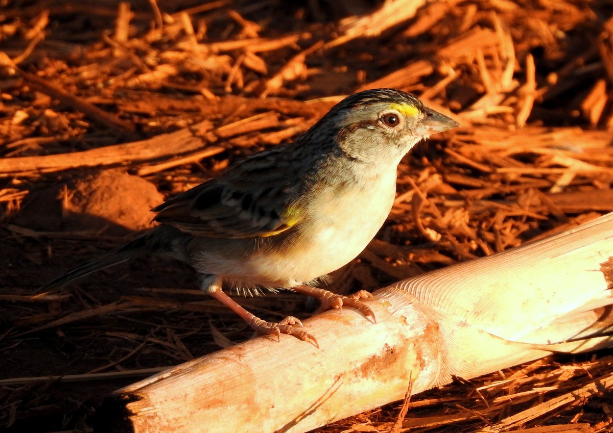 Grassland Sparrow - ML298989581