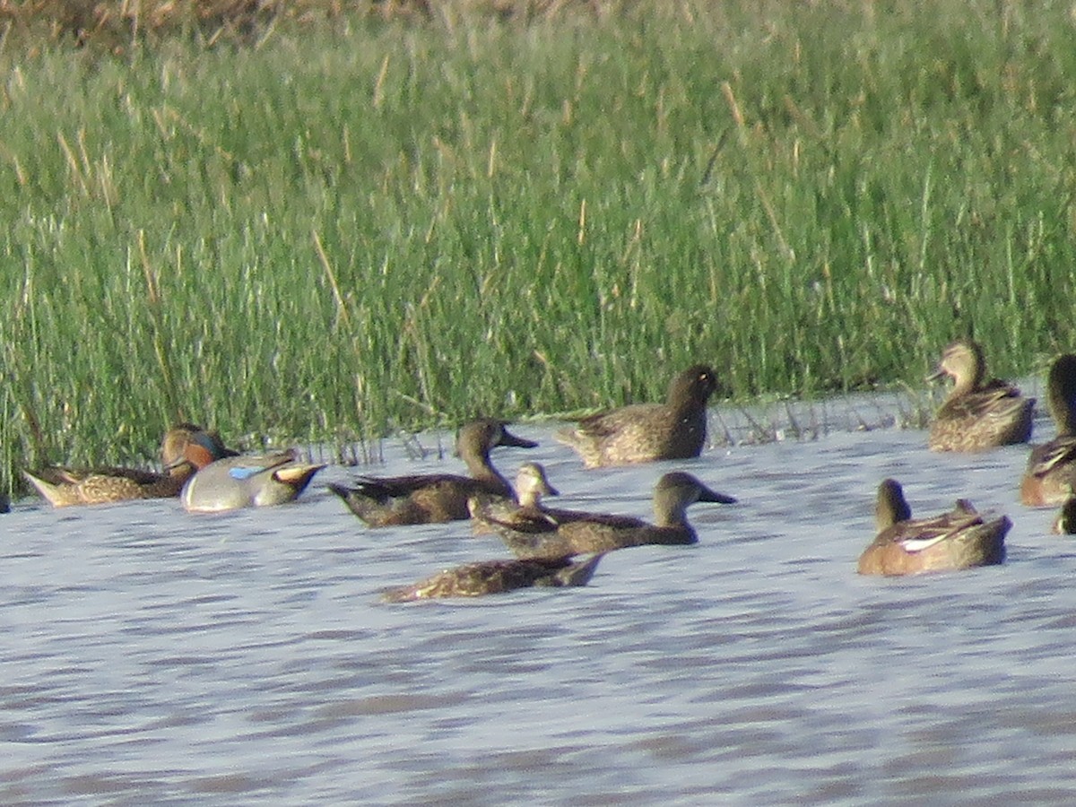 Green-winged Teal - ML298990041