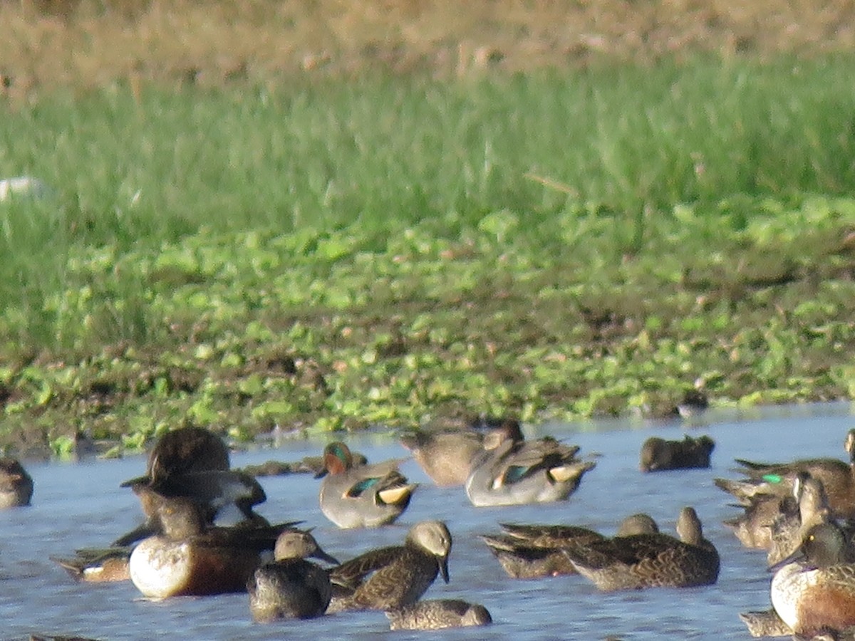 Green-winged Teal - ML298990121