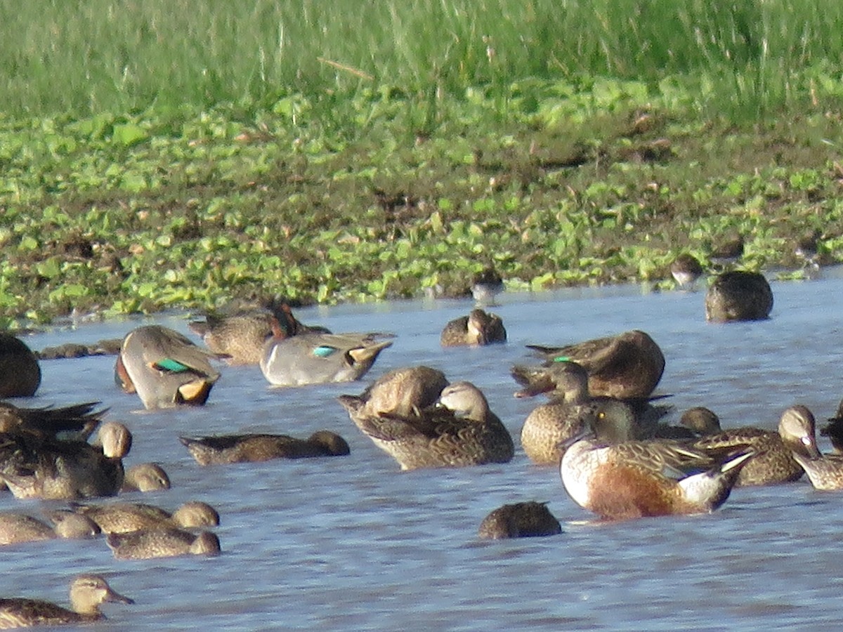 Green-winged Teal - ML298990141