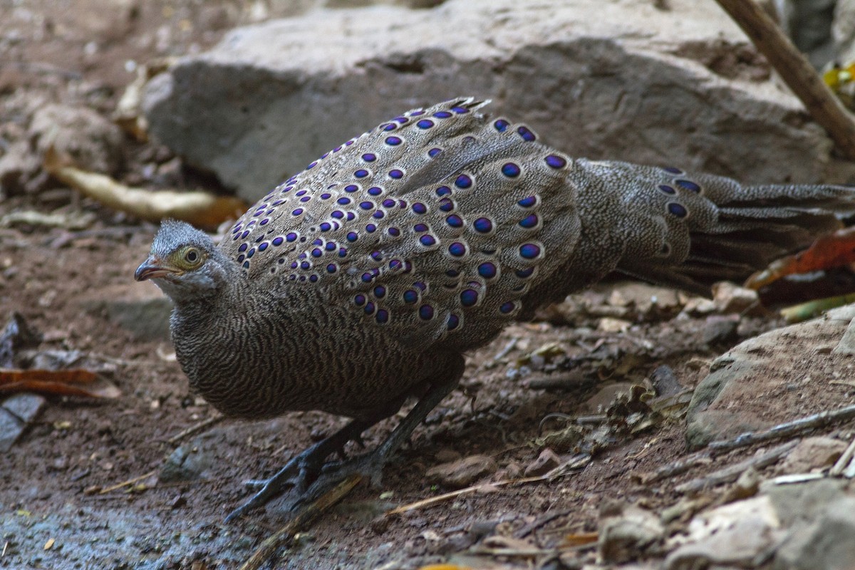 Gray Peacock-Pheasant - Cal Gesmundo