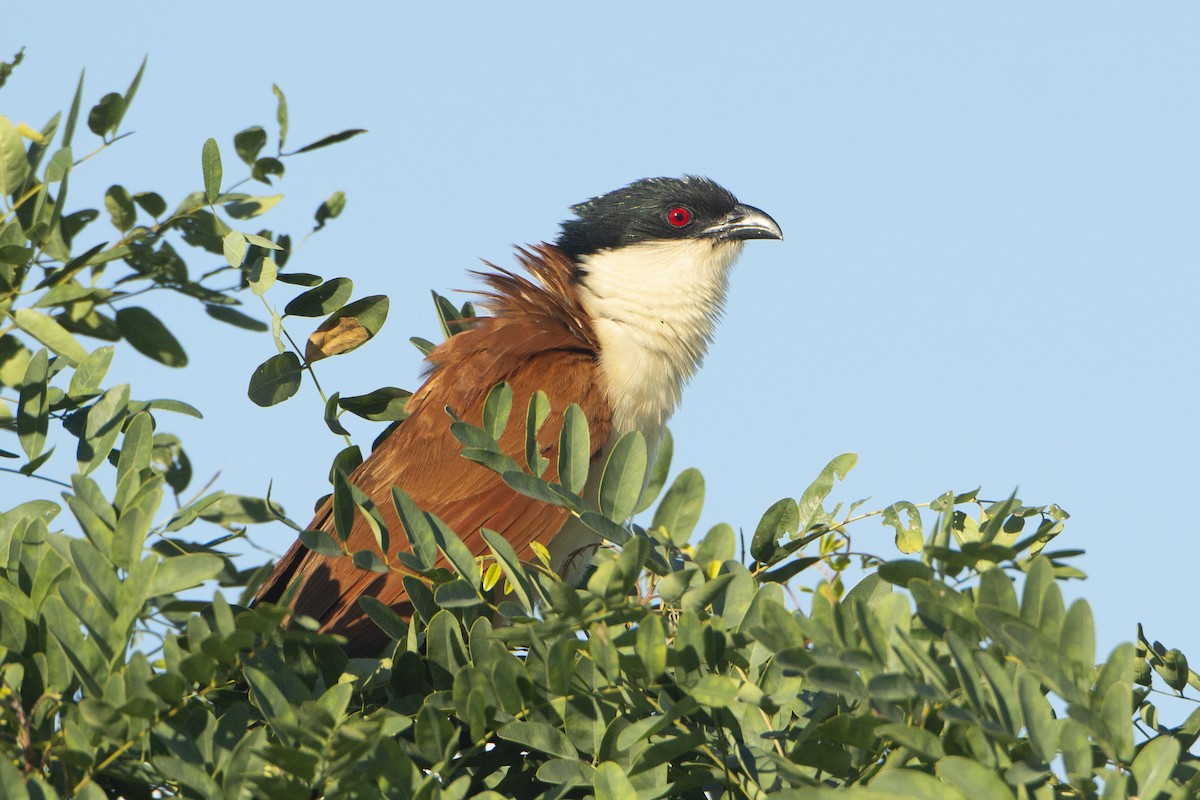 Senegal Coucal - Daniel Engelbrecht - Birding Ecotours