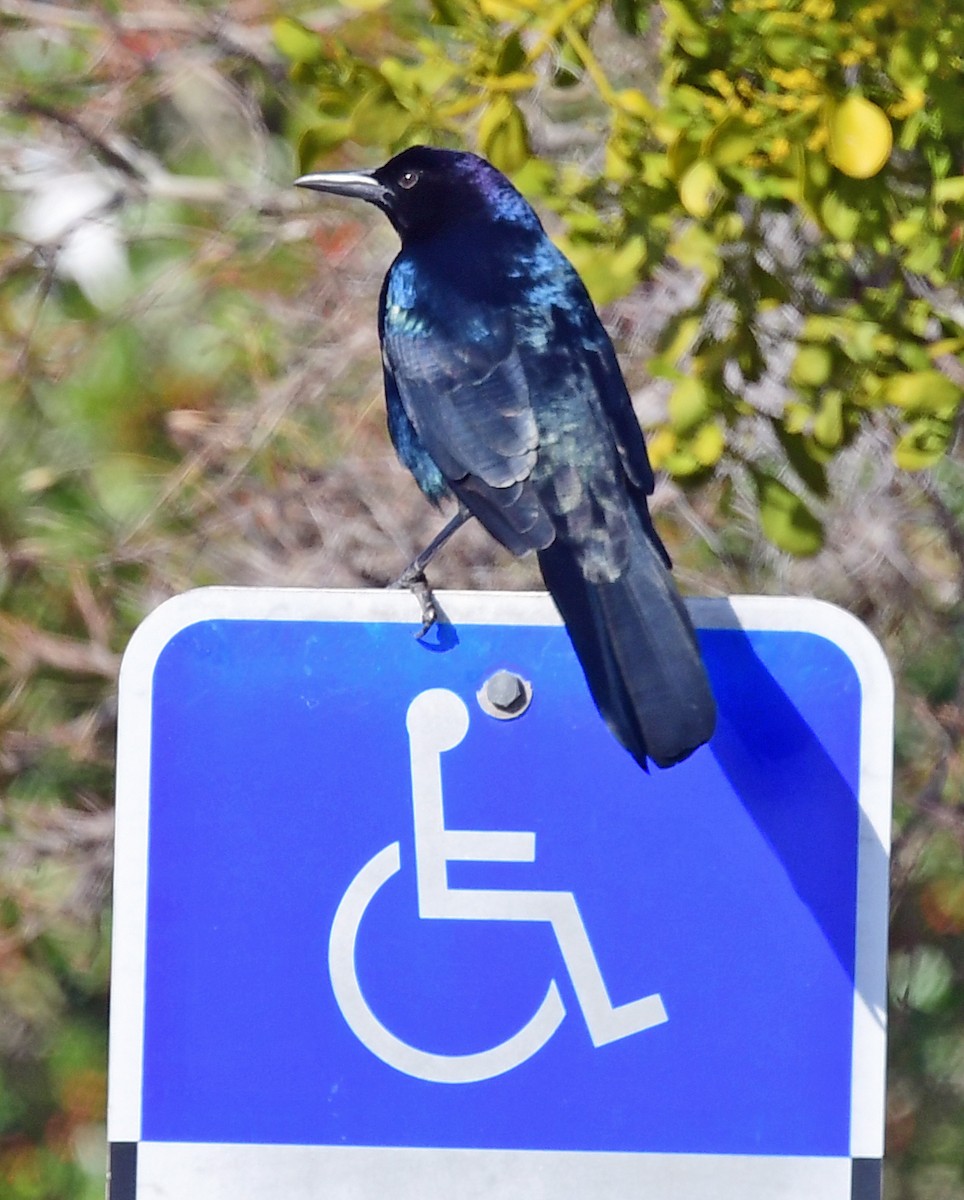 Boat-tailed Grackle - ML298998331
