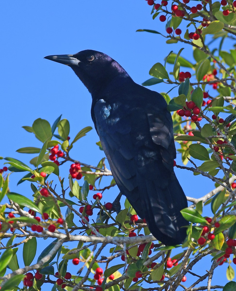 Boat-tailed Grackle - Richard Taylor