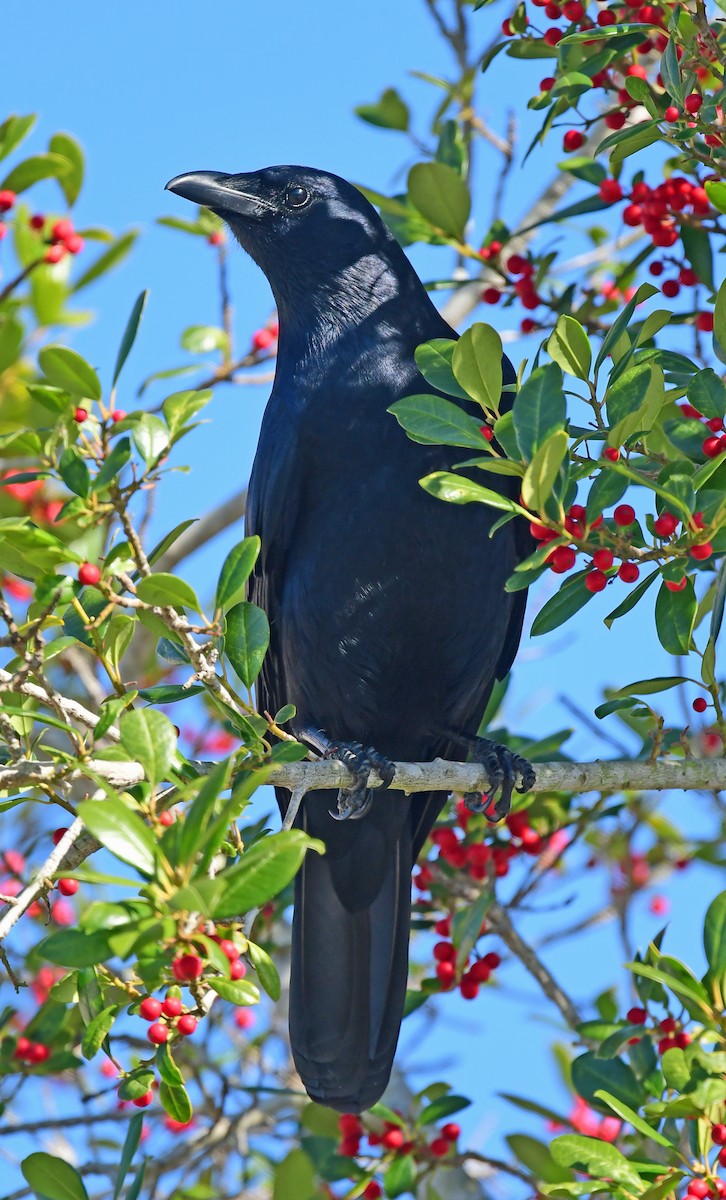 Boat-tailed Grackle - ML298998471