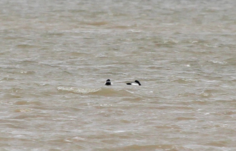 Greater Scaup - ML299005691