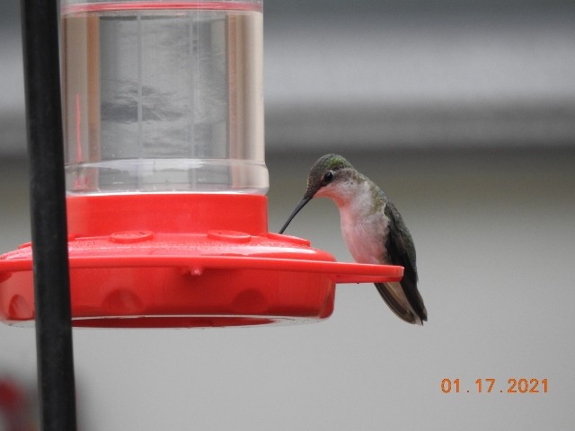 Ruby-throated Hummingbird - ML299010201