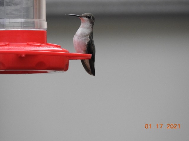Рубиновогорлый колибри - ML299010231