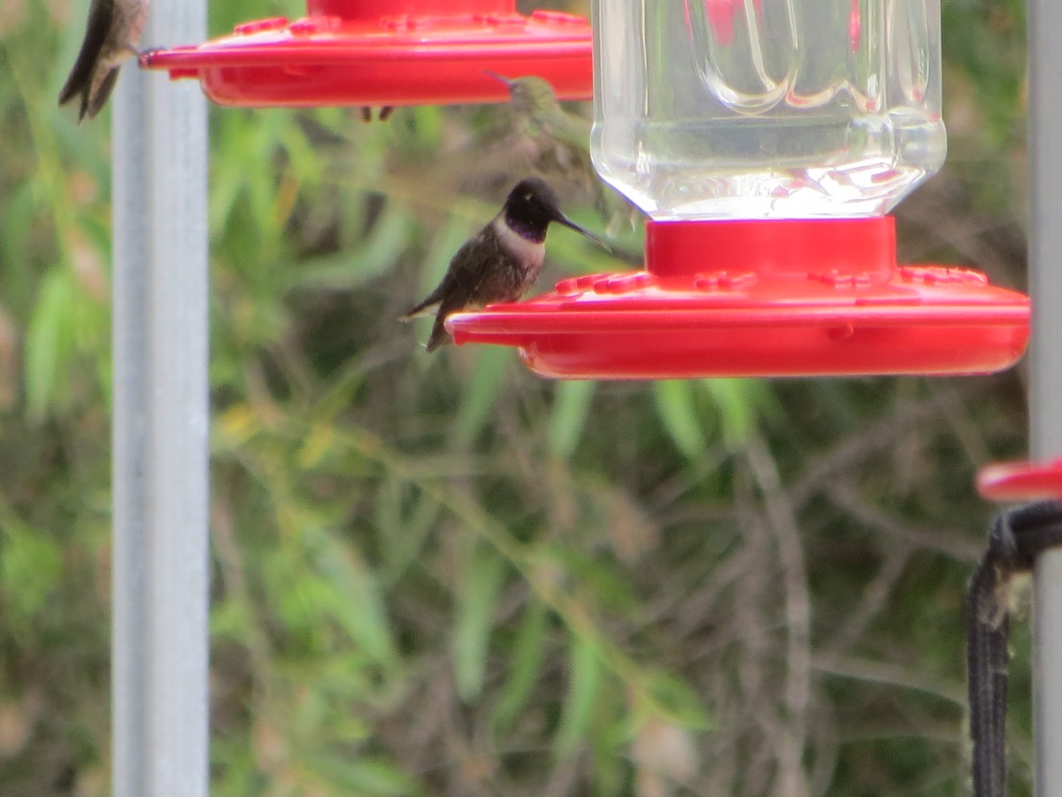 Black-chinned Hummingbird - V Golden