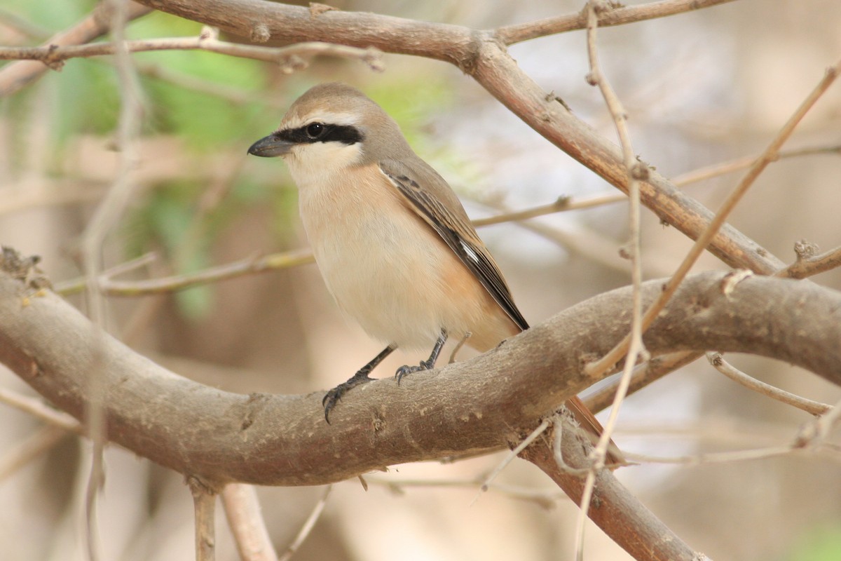 Red-tailed/Isabelline Shrike - Oscar Campbell