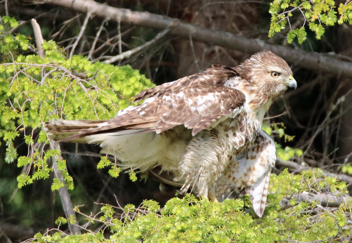 Red-tailed Hawk - Walter Thorne