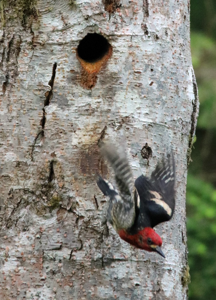 Red-breasted Sapsucker - Walter Thorne