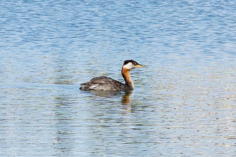 Red-necked Grebe - ML299023611