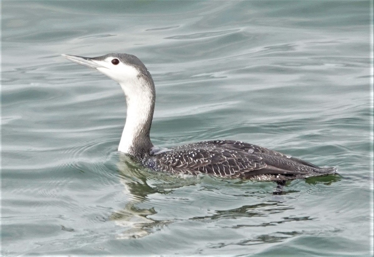 Red-throated Loon - ML299025871