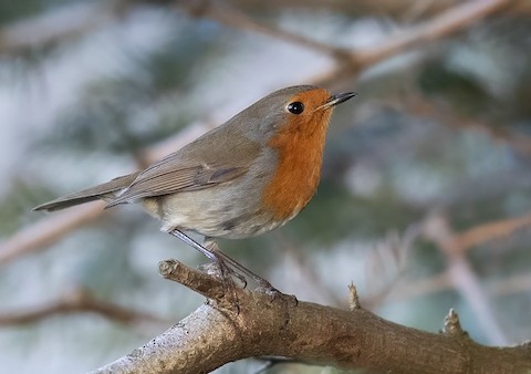 European Robin - eBird