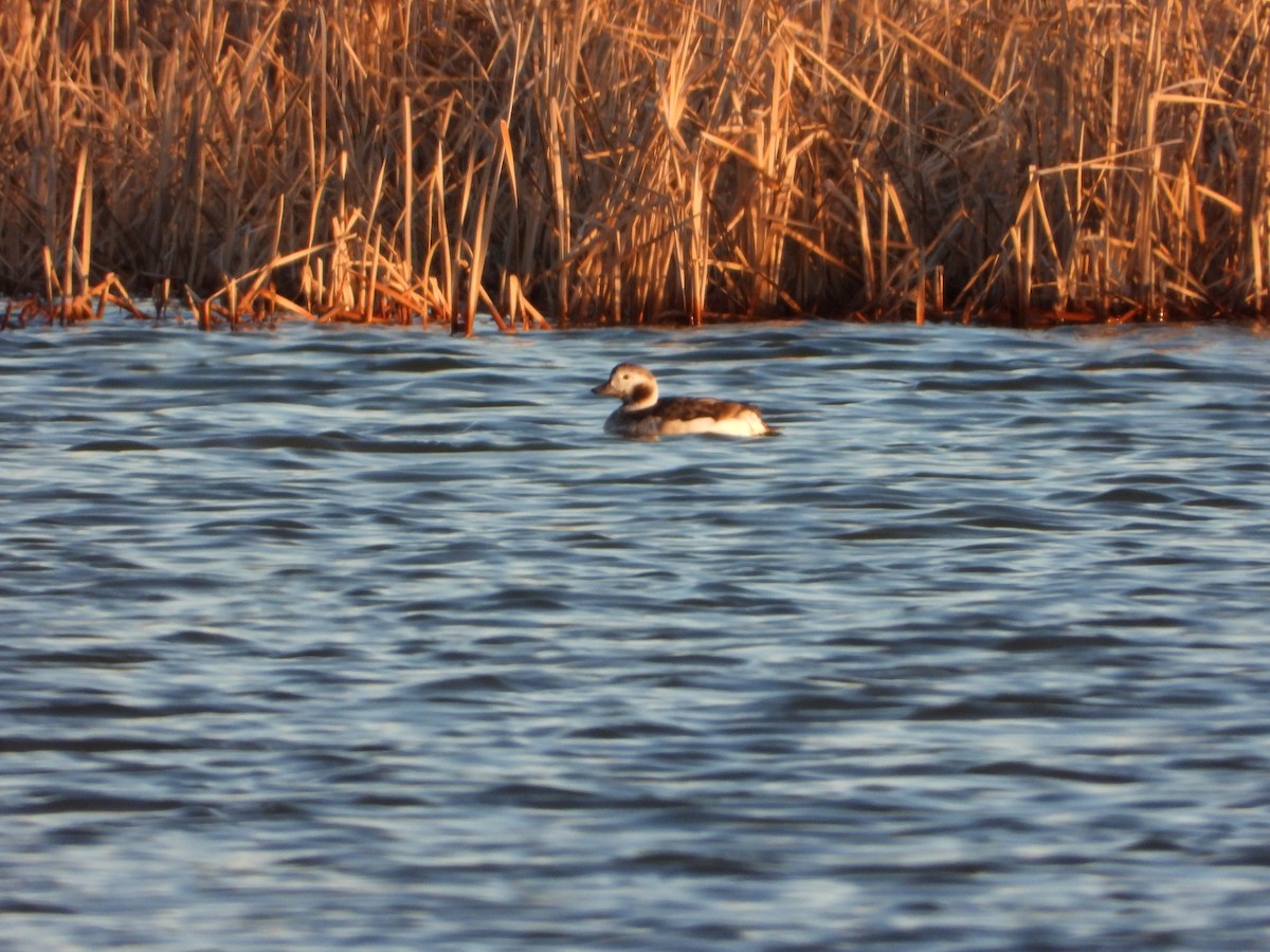 Long-tailed Duck - Mark Nolen