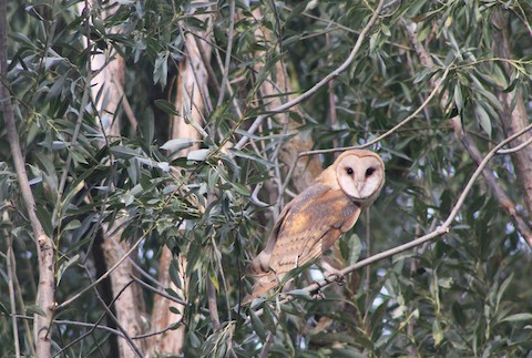 Barn Owl