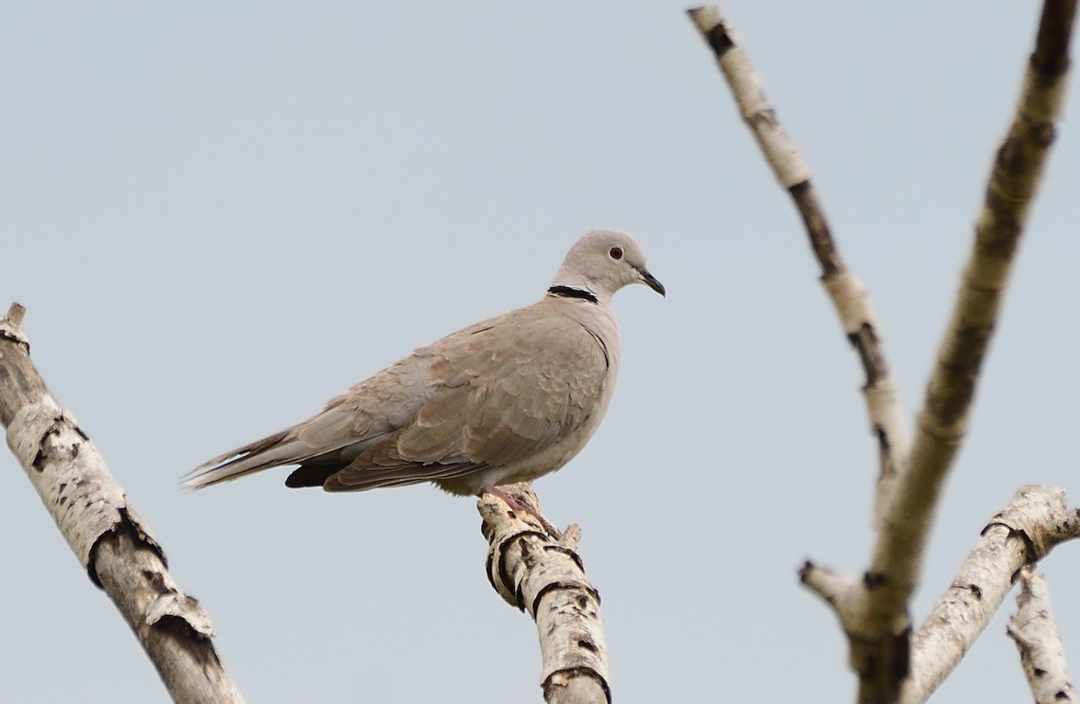 Eurasian Collared-Dove - ML299036491