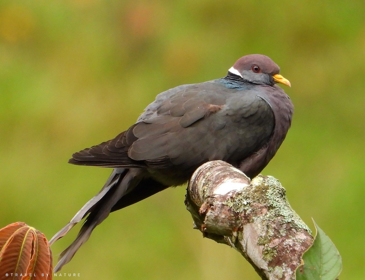 Band-tailed Pigeon - Juan Vargas - Travel By Nature