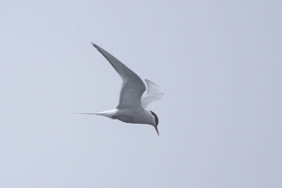 Arctic Tern - Doug Hitchcox