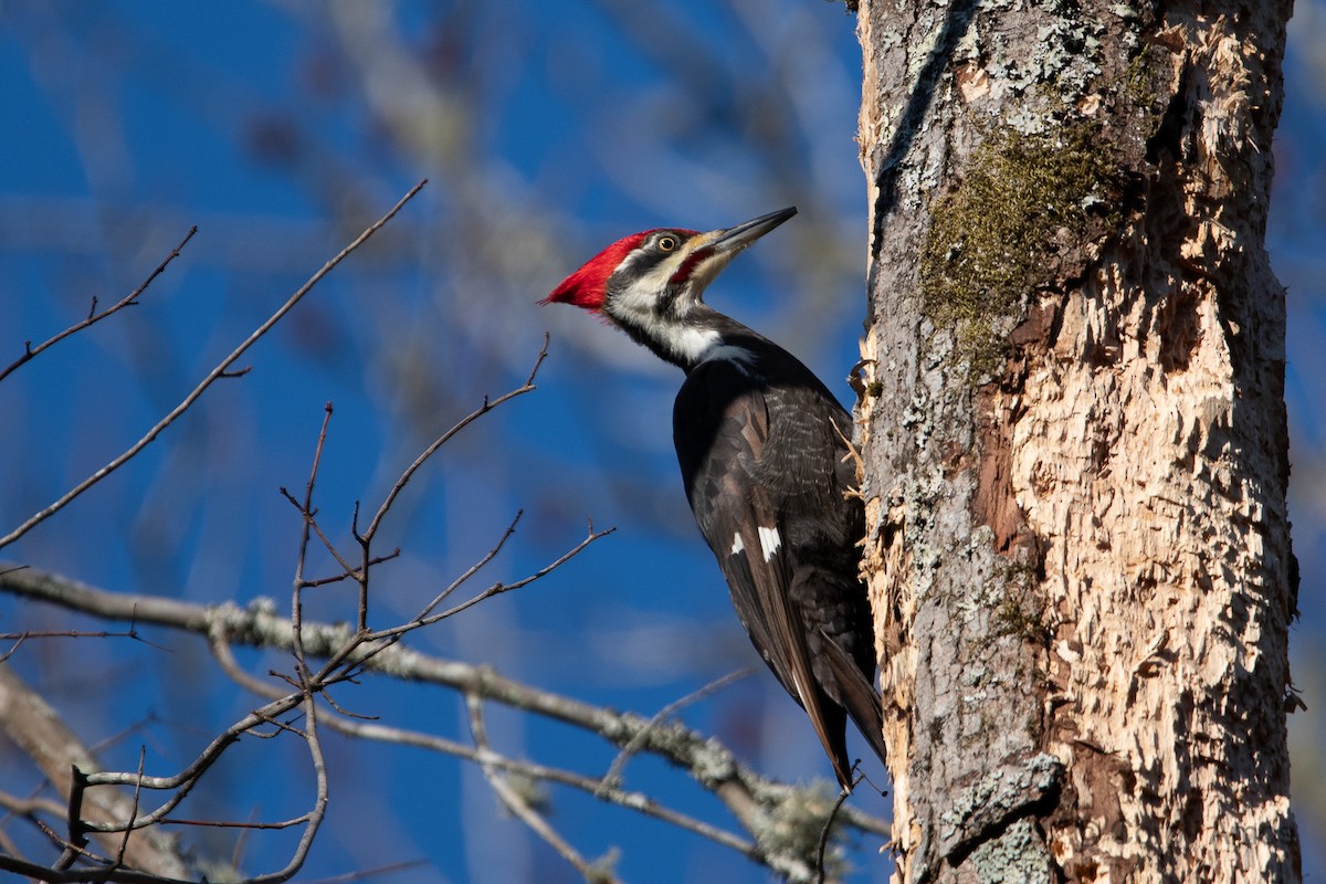 Pileated Woodpecker - Corby Amos