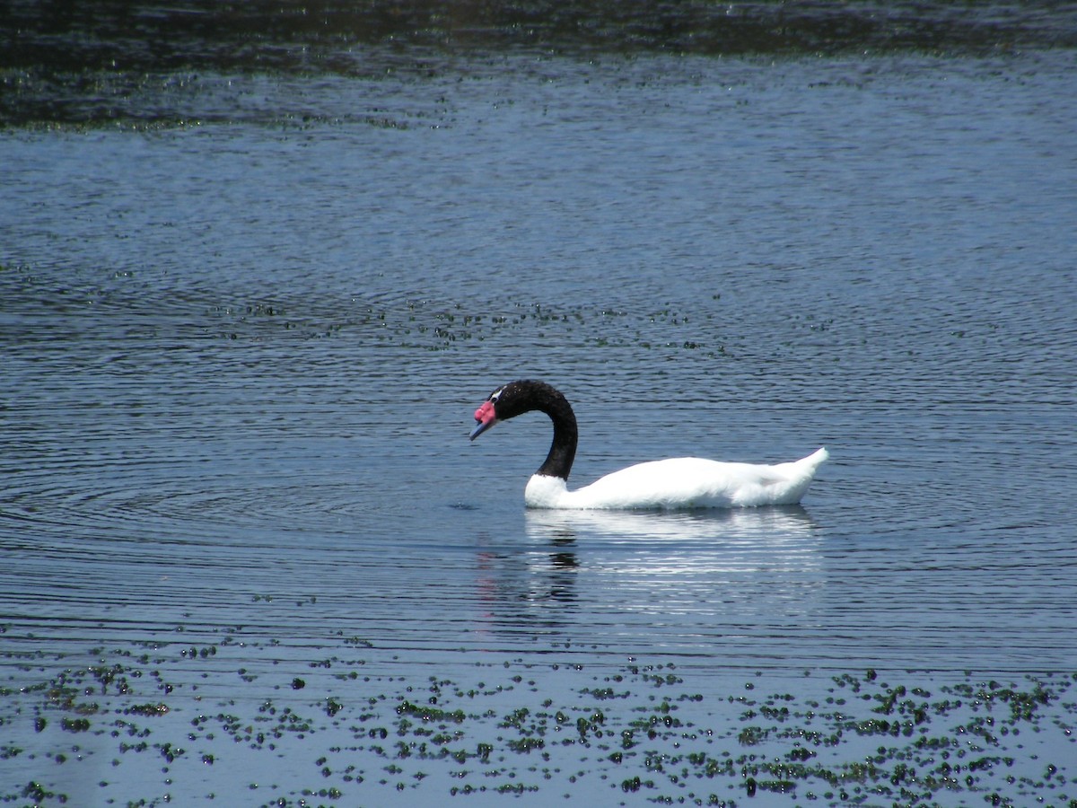 Black-necked Swan - ML299052151