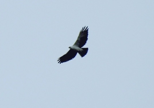 Black-and-white Hawk-Eagle - ML299057791