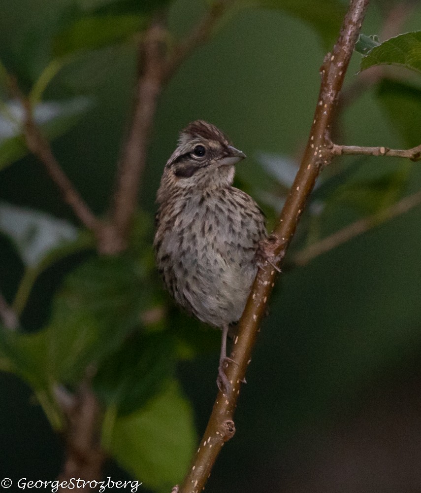 Rufous-collared Sparrow - ML299060131