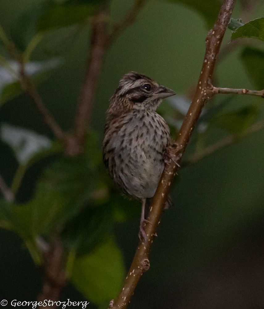 Rufous-collared Sparrow - ML299060141